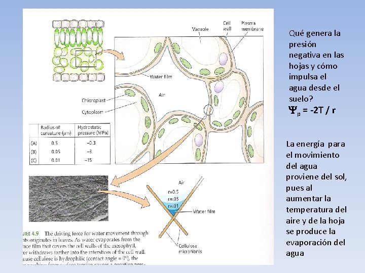 Qué genera la presión negativa en las hojas y cómo impulsa el agua desde