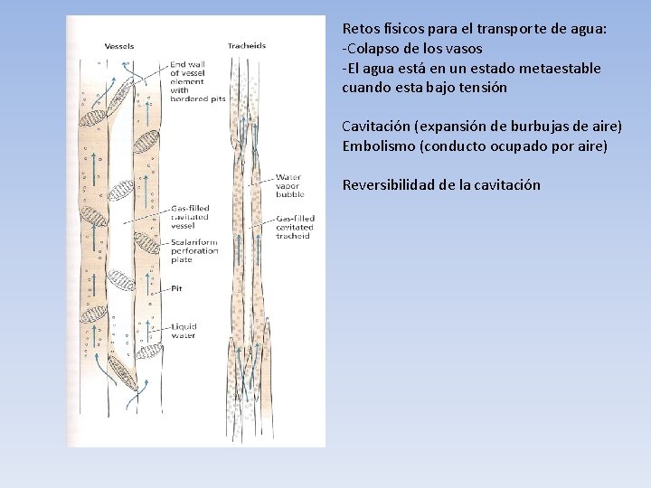 Retos físicos para el transporte de agua: -Colapso de los vasos -El agua está