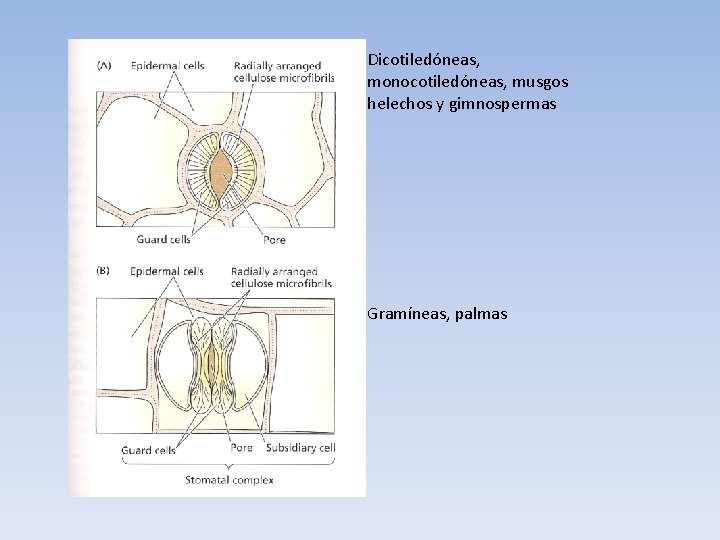 Dicotiledóneas, monocotiledóneas, musgos helechos y gimnospermas Gramíneas, palmas 