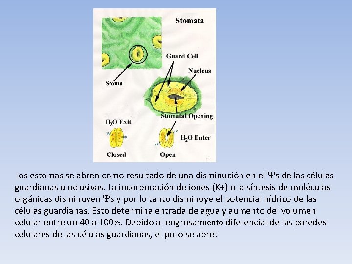 Los estomas se abren como resultado de una disminución en el Ys de las