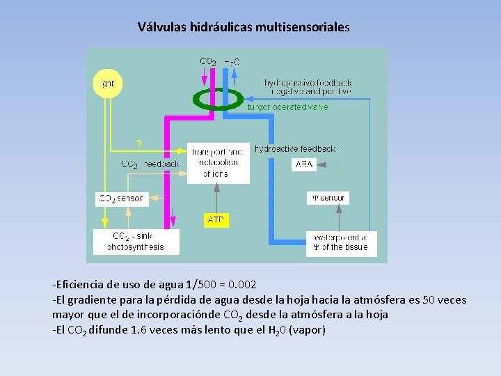 Válvulas hidráulicas multisensoriales -Eficiencia de uso de agua 1/500 = 0. 002 -El gradiente