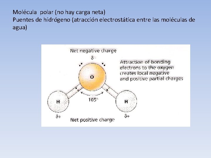 Molécula polar (no hay carga neta) Puentes de hidrógeno (atracción electrostática entre las moléculas