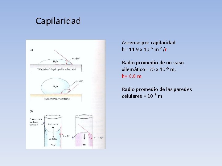 Capilaridad Ascenso por capilaridad h= 14. 9 x 10 -6 m 2 /r Radio