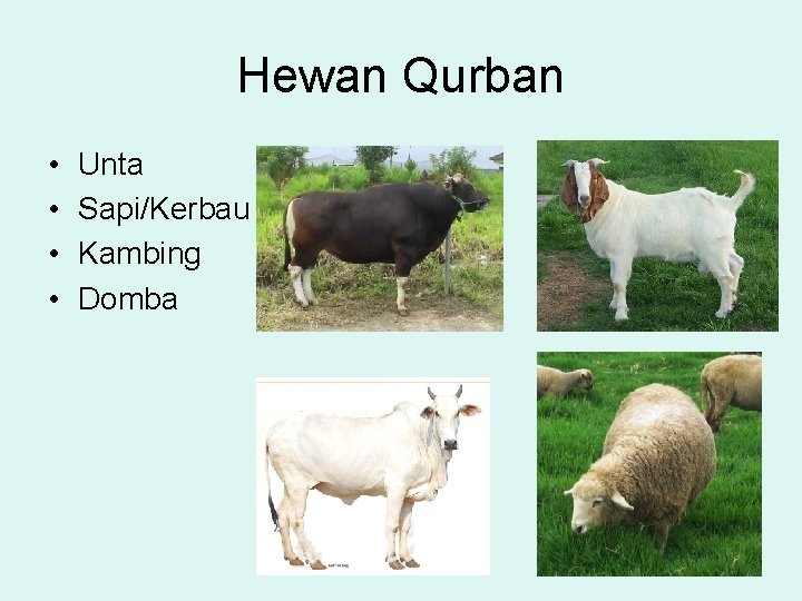 Hewan Qurban • • Unta Sapi/Kerbau Kambing Domba 