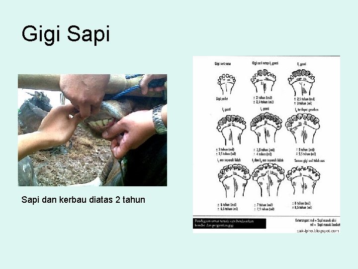 Gigi Sapi dan kerbau diatas 2 tahun 