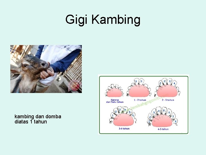 Gigi Kambing kambing dan domba diatas 1 tahun 