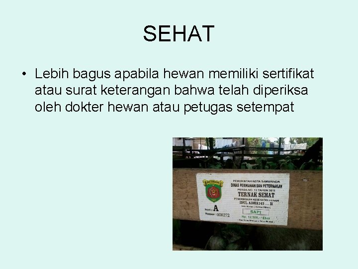 SEHAT • Lebih bagus apabila hewan memiliki sertifikat atau surat keterangan bahwa telah diperiksa