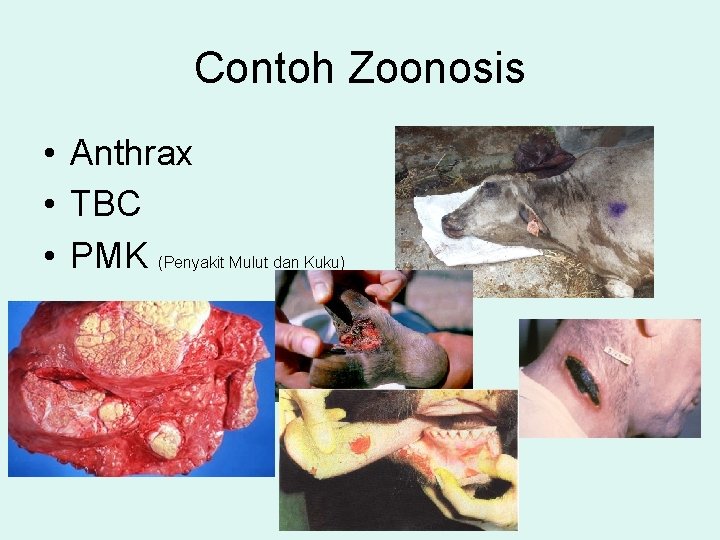 Contoh Zoonosis • Anthrax • TBC • PMK (Penyakit Mulut dan Kuku) 