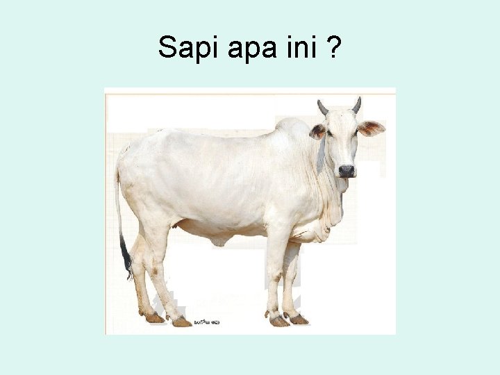 Sapi apa ini ? 