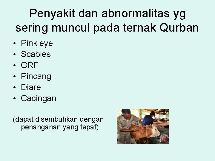 Penyakit dan abnormalitas yg sering muncul pada ternak Qurban • • • Pink eye