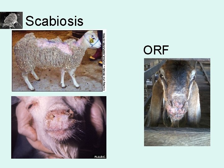 Scabiosis ORF 