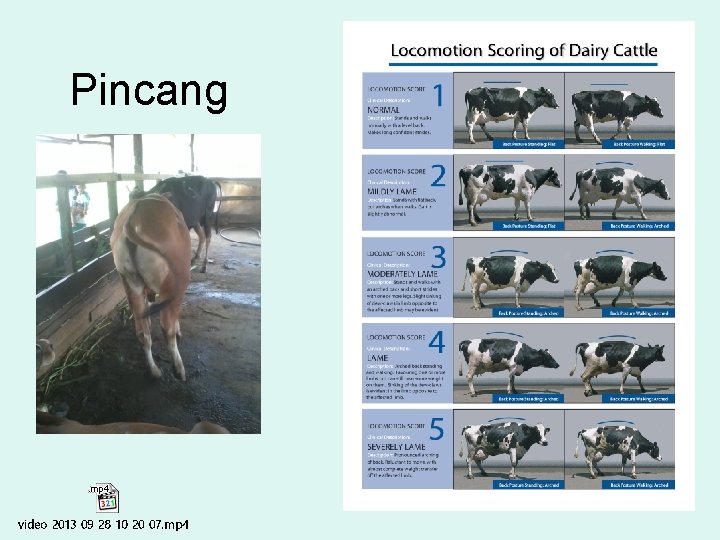 Pincang 
