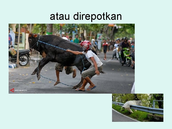 atau direpotkan 
