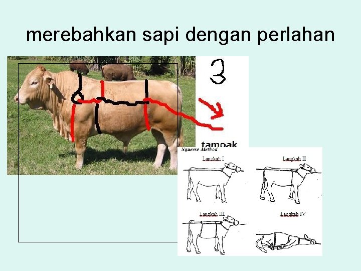 merebahkan sapi dengan perlahan 