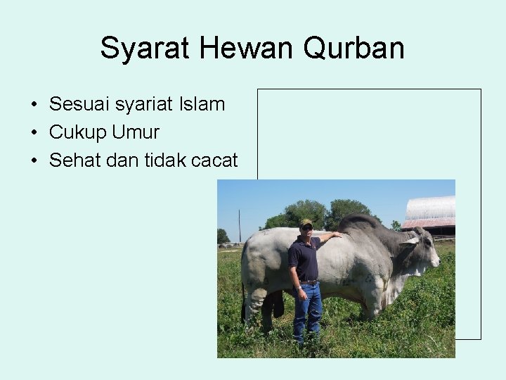 Syarat Hewan Qurban • Sesuai syariat Islam • Cukup Umur • Sehat dan tidak