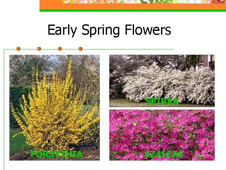 Early Spring Flowers SPIREA FORSYTHIA AZALEAS 