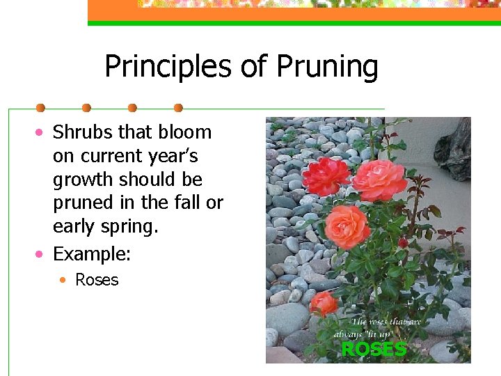 Principles of Pruning • Shrubs that bloom on current year’s growth should be pruned