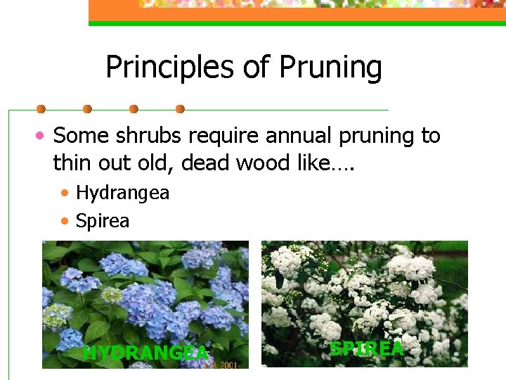 Principles of Pruning • Some shrubs require annual pruning to thin out old, dead