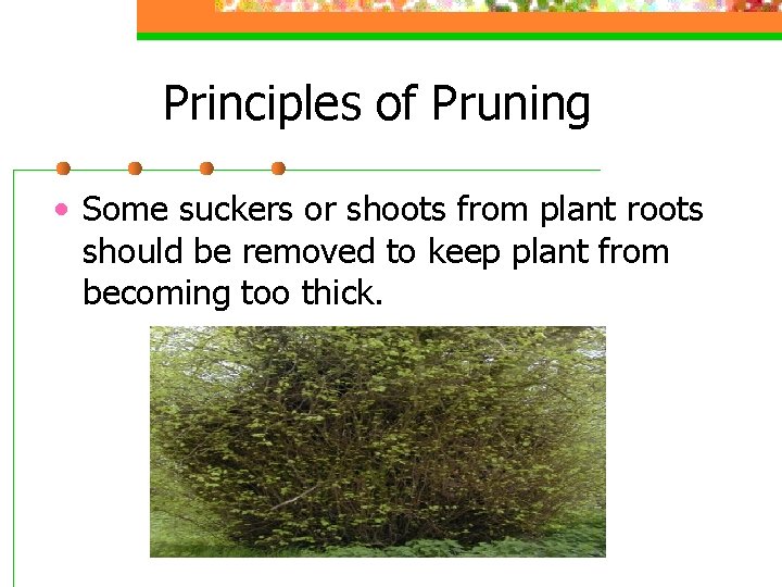 Principles of Pruning • Some suckers or shoots from plant roots should be removed