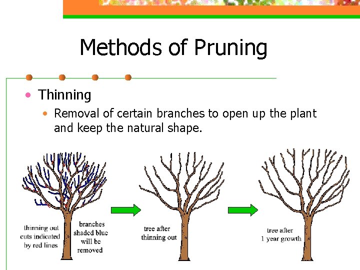 Methods of Pruning • Thinning • Removal of certain branches to open up the