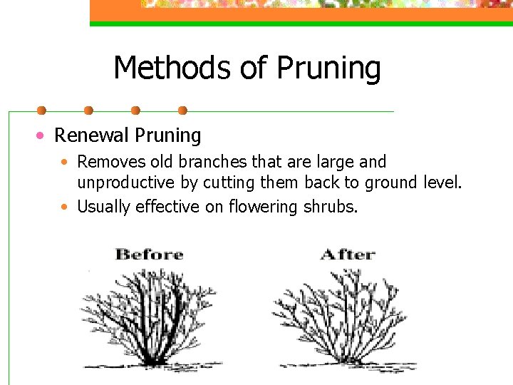 Methods of Pruning • Renewal Pruning • Removes old branches that are large and