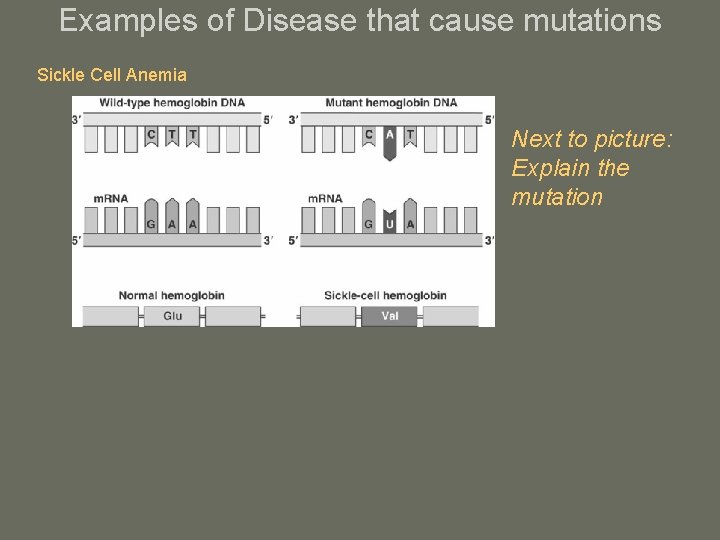 Examples of Disease that cause mutations Sickle Cell Anemia Next to picture: Explain the