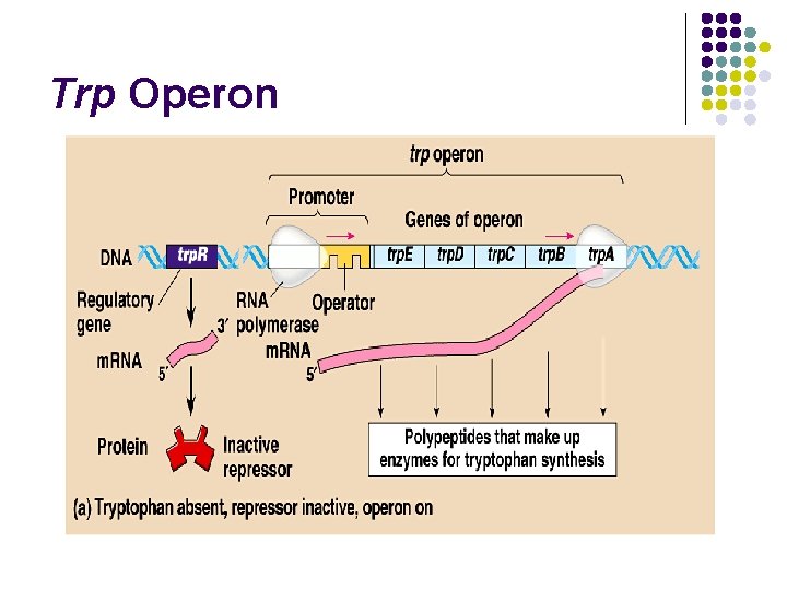 Trp Operon 