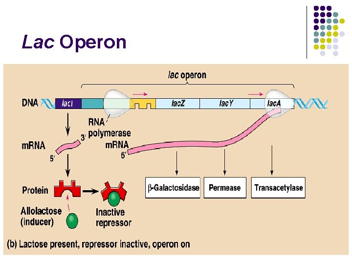 Lac Operon 
