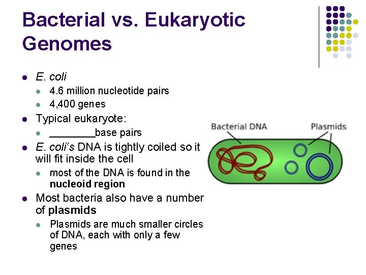 Bacterial vs. Eukaryotic Genomes l E. coli l l l Typical eukaryote: l l