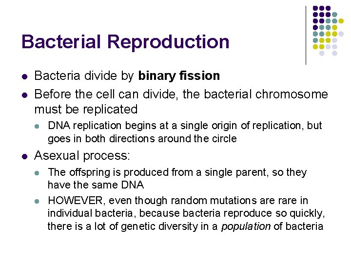 Bacterial Reproduction l l Bacteria divide by binary fission Before the cell can divide,