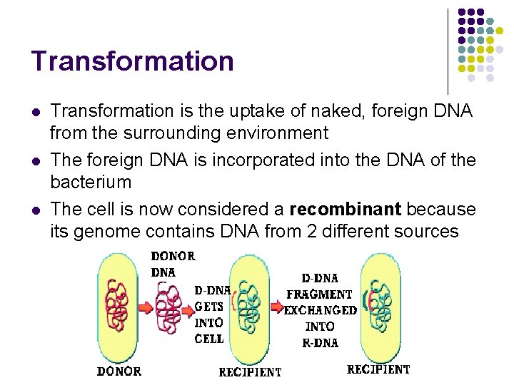 Transformation l l l Transformation is the uptake of naked, foreign DNA from the