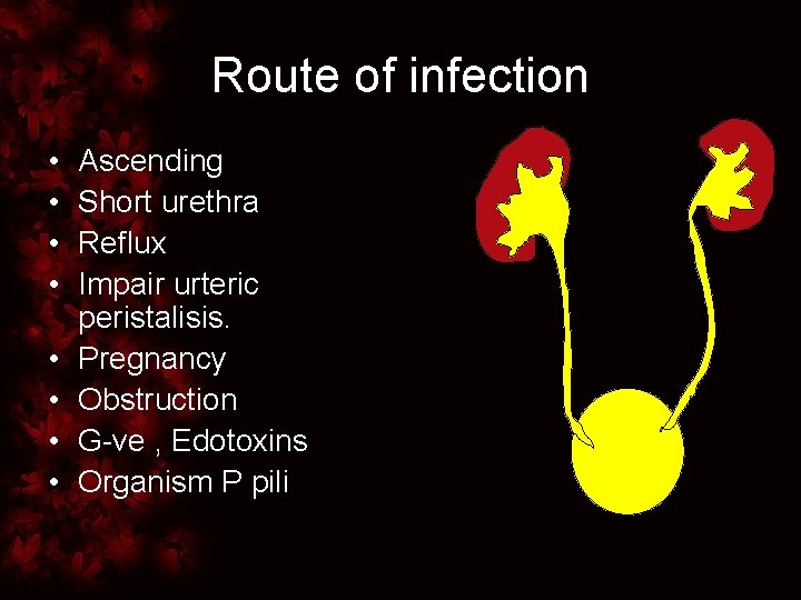 Route of infection • • Ascending Short urethra Reflux Impair urteric peristalisis. Pregnancy Obstruction