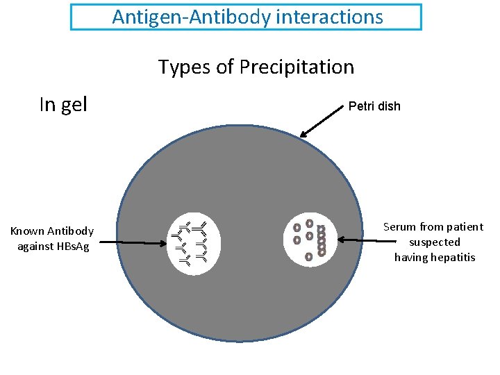 Antigen-Antibody interactions Types of Precipitation In gel Known Antibody against HBs. Ag Petri dish