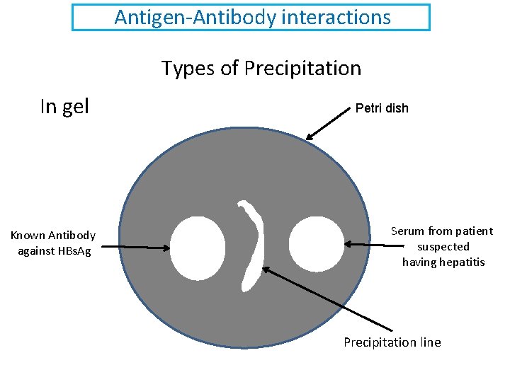 Antigen-Antibody interactions Types of Precipitation In gel Known Antibody against HBs. Ag Petri dish