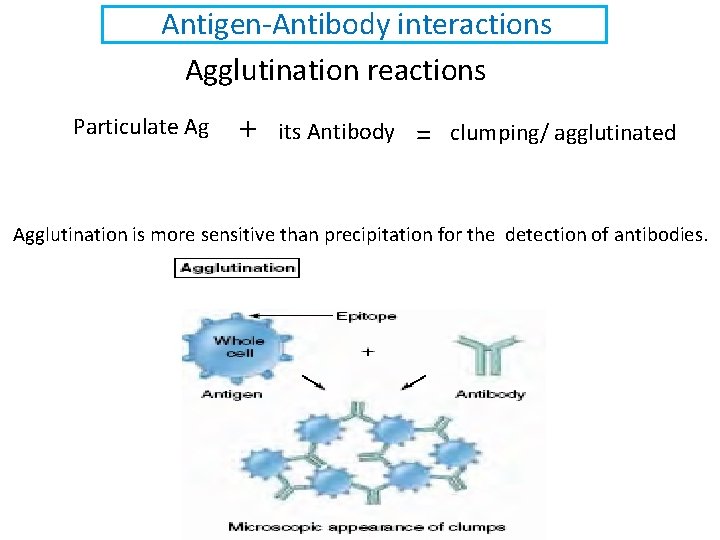 Antigen-Antibody interactions Agglutination reactions Particulate Ag + its Antibody = clumping/ agglutinated Agglutination is