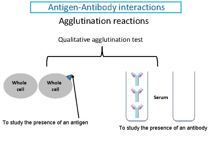 Antigen-Antibody interactions Agglutination reactions Qualitative agglutination test Whole cell Serum To study the presence
