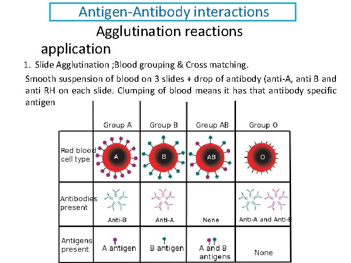 Antigen-Antibody interactions Agglutination reactions application 1. Slide Agglutination ; Blood grouping & Cross matching.