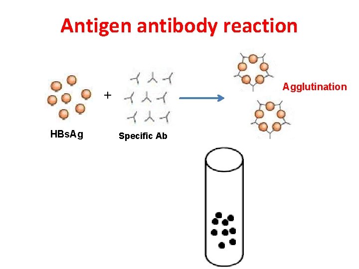 Antigen antibody reaction Agglutination + HBs. Ag Specific Ab 