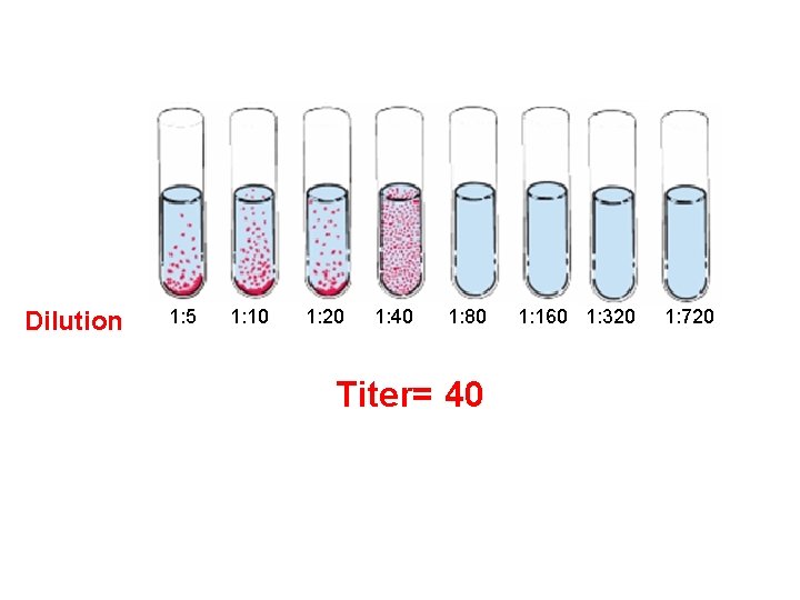 Dilution 1: 5 1: 10 1: 20 1: 40 1: 80 Titer= 40 1: