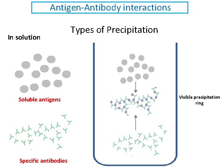 Antigen-Antibody interactions In solution Soluble antigens Specific antibodies Types of Precipitation Visible precipitation ring