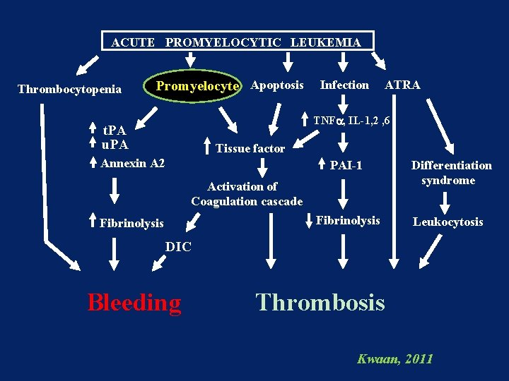 ACUTE PROMYELOCYTIC LEUKEMIA Thrombocytopenia Promyelocyte Apoptosis Infection ATRA TNFa, IL-1, 2 , 6 t.