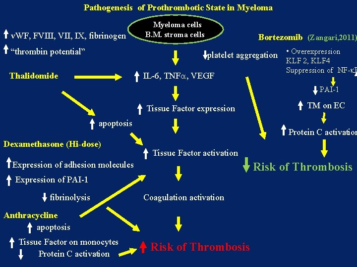 Pathogenesis of Prothrombotic State in Myeloma v. WF, FVIII, VII, IX, fibrinogen “thrombin potential”