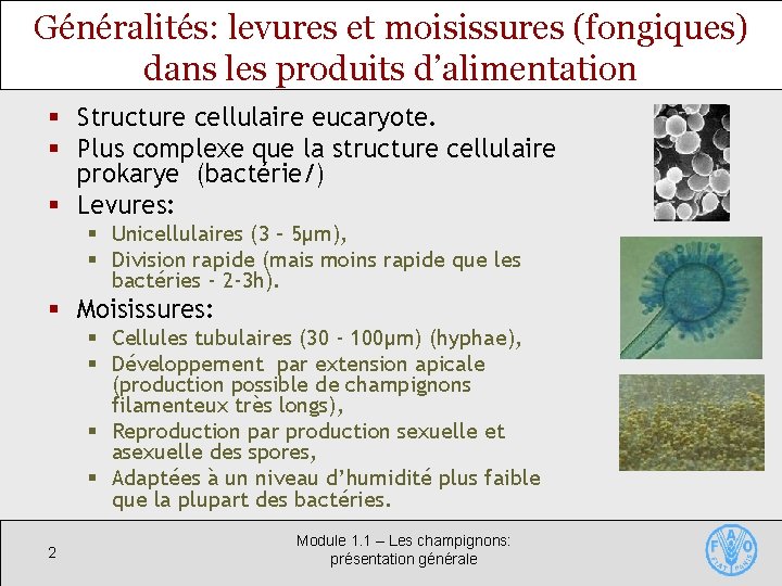 Généralités: levures et moisissures (fongiques) dans les produits d’alimentation § Structure cellulaire eucaryote. §