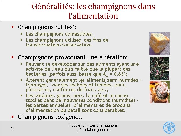 Généralités: les champignons dans l’alimentation § Champignons ‘utiles’: § Les champignons comestibles, § Les