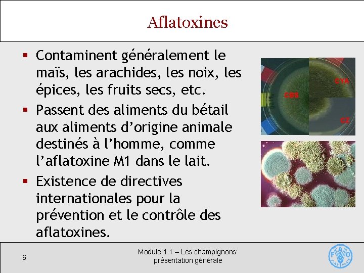 Aflatoxines § Contaminent généralement le maïs, les arachides, les noix, les épices, les fruits