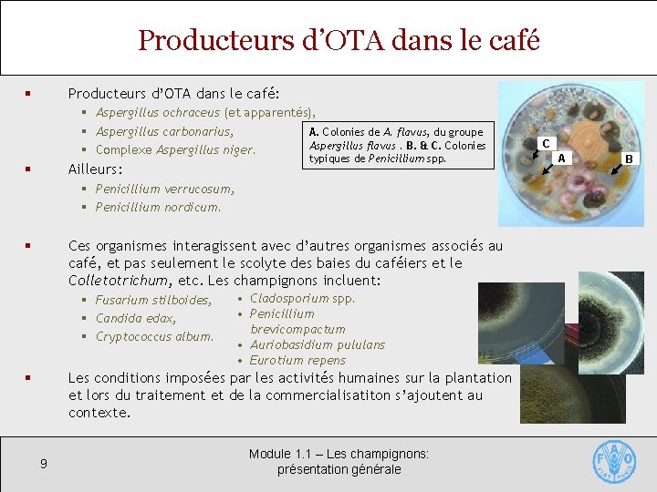 Producteurs d’OTA dans le café: § § Aspergillus ochraceus (et apparentés), § Aspergillus carbonarius,