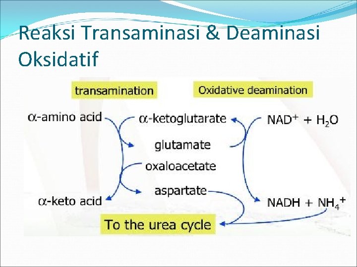 Reaksi Transaminasi & Deaminasi Oksidatif 