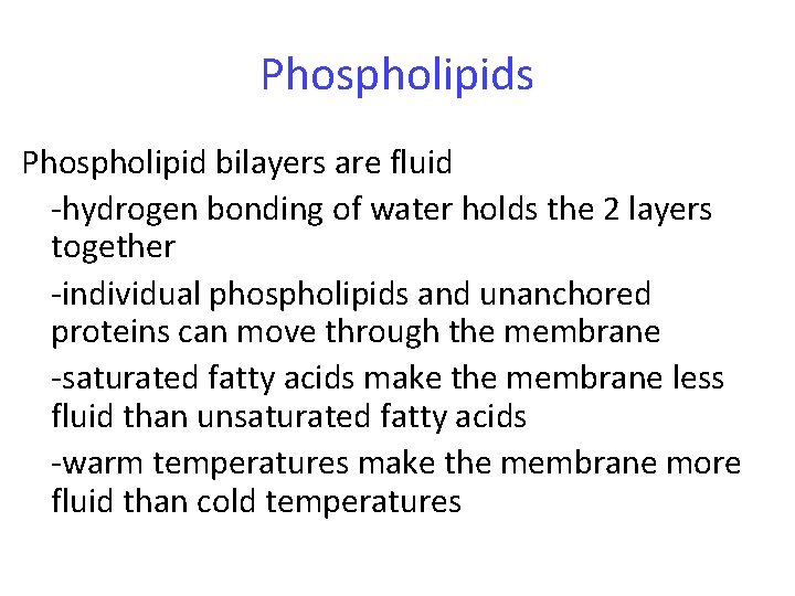 Phospholipids Phospholipid bilayers are fluid -hydrogen bonding of water holds the 2 layers together Phospholipids Phospholipid bilayers are fluid -hydrogen bonding of water holds the 2 layers together