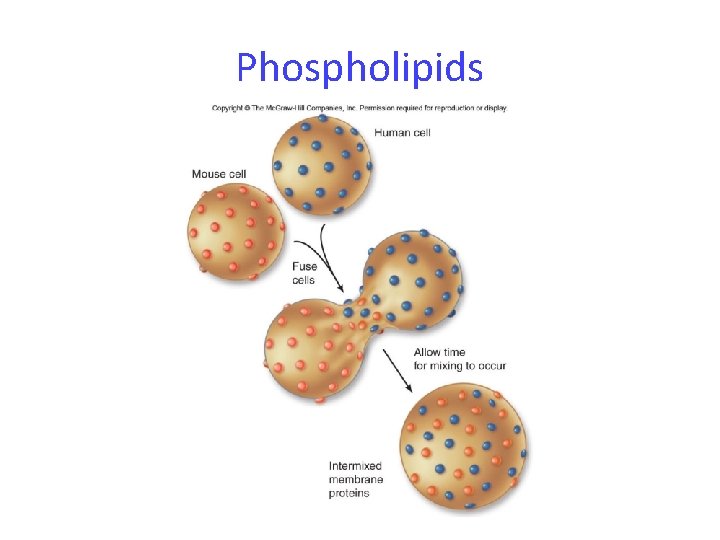 Phospholipids 