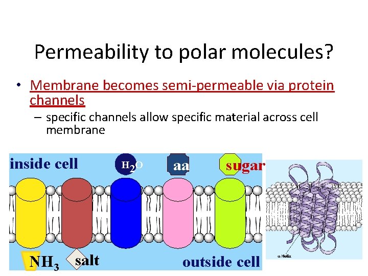 Permeability to polar molecules? • Membrane becomes semi-permeable via protein channels – specific channels